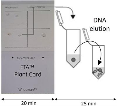 FTA-LAMP based biosensor for a rapid in-field detection of Globodera pallida—the pale potato cyst nematode